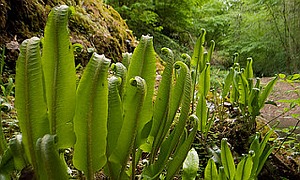 Garten in grün